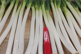 信州産【白ネギ】⭕️香り豊か⭕️採れたて瑞々しい「白ネギ」✨Mサイズ70本約6kg✨【農薬・化学肥料不使用】✨