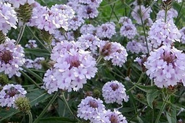2個セット バーベナ リギダ ポラリス  宿根草 多年草 花壇苗 イングリッシュガーデン