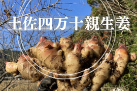 高知土佐四万十親生姜5kg【栽培時農薬不使用・化学肥料不使用】
