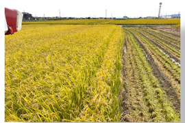 岐阜のお米！ ハツシモ 1等米 白米20Kg(令和7年産) ヘルシー米