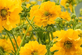 2個セット ゲウム ゲウム ゴールドボール  イングリッシュガーデン 花苗 多年草 宿根草