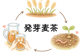 発芽麦茶　自然栽培
