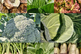 【農薬化学肥料不使用】朝採り!信州伊那谷・旬の野菜セット (Sサイズ)