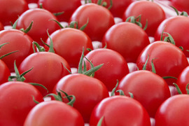 【リピート率97％！】離島育ちの甘いミディトマト『あま壱岐』不揃い・訳あり1kg　アイメック農法と豊かな自然で育まれた自慢のトマトをぜひお試しください！地元スーパーの大人気商品です