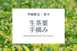 【季節限定・希少】有機茶　川根茶　生茶葉　手摘み　（内容量：25g）