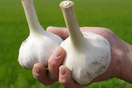 【期間限定！ホワイト】フレッシュホワイト生にんにく 1kg ※7月20日発送分まで