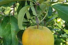 今がチャンス❗１kg増量で６kg規格
今が旬♪
高糖度、甘さ、シャキシャキ食感♪
甘いりんごが好きな方にはコレ！
完熟トキ　　家庭用６kg