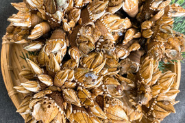 【浜名湖産】天然カメノテ1キロ入り