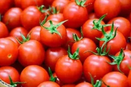 有機栽培ミニトマト　規格外2キロ