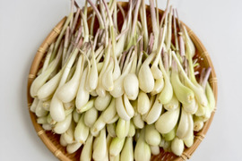 採れたて　赤らっきょう　5kg （箱込）農家直送 限定栽培】農薬不使用の根付き生らっきょう 5kg 【収穫から