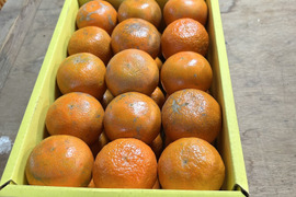 完熟タンカン　ご家庭用（5kg）