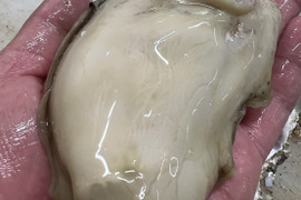《日間賀島産》天然岩牡蠣【身入りMAX】
超特大サイズ　濃厚な旨味、海のミルク、2Kg2.3個入　素潜り漁採取個体！