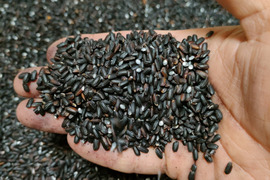 黒さはじけるプチっと食感！草野農場の紫黒米（300g×1袋）