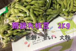 1日限定2名❗❗  朝採れ枝豆(2Kg)おまけ付🤗　✨ プリップリ 鮮度抜群 香り枝豆 🍀 ✨人気の品種甘みと旨み✨👨‍🌾甘くておいしく大人気 　晴れの国おかやま　国産枝豆
