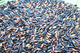 農薬、化学肥料不使用！ 古代からの香り米  黒米 500g