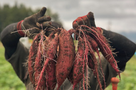 熊本県産オーガニックさつまいも【万能なホクホク系】（3kg）すずほっくり、グリル料理にも！