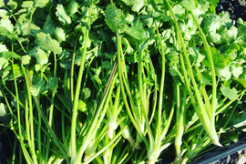 【香り高い！】パクチー