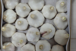 栽培期間中農薬不使用　平戸にんにく　1000g