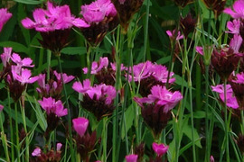 2個セット ダイアンサス (ナデシコ) カルシアノルム イングリッシュガーデン 花苗 多年草 宿根草