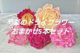 【期間限定お値引】芍薬(シャクヤク) ドライフラワー おまかせ5本セット お花 はな 切花 農家直送