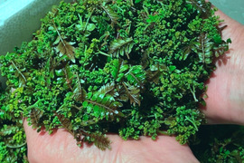 【予約商品/キャンセル不可】気品ある香り！花山椒100g  （美山産）