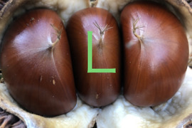甘‼️【氷温熟成中】本場能勢 栗王“銀寄（ぎんよせ）”L🌰1kg《10/31発送開始！》