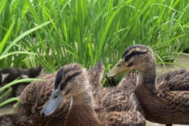 淡路島産コシヒカリ！『アイガモ農法米』農薬、化学肥料不使用！玄米10kg