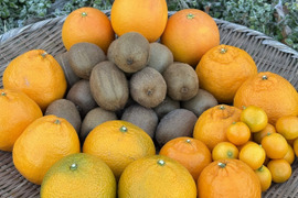 [送料500円引] 特盛フルーツセット8種