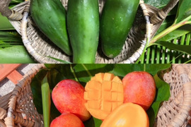 よくばり！沖縄県産青パパイヤ約1kg+季節の沖縄フルーツ約1㎏（1品レシピ付き）