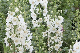 2個セット バーバスカム フラッシュオブホワイト イングリッシュガーデン ホワイトガーデン 花苗 多年草 宿根草
