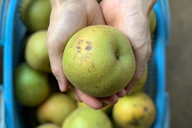 ふぞろいの梨（幸水） 5kg  千葉県船橋市のあま～い完熟梨！