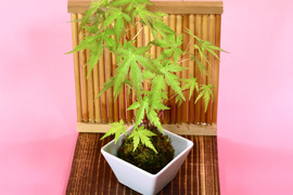 〜優しい空間を〜　苔玉　山もみじ（衝立付き）