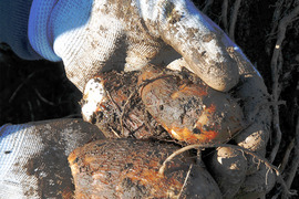 農家直送！セレベス(赤目芋)の里芋：2kg M~LLサイズ