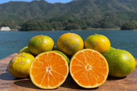 環境を守る！箱込み4kg　栽培期間中、農薬不使用 熊本の極早生みかん 【 肥のあかり】