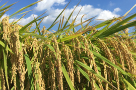 みどり豊(コシヒカリ)
玄米１０kg 令和５年産
農薬 化学肥料 除草剤不使用