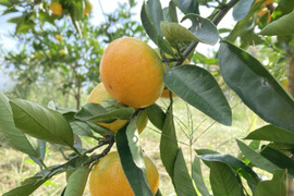 ゆら早生　箱込5kg　家庭用　山口岩国みかん　瀬戸内の恵み甘酸っぱいフレッシュなお味をお届けします！