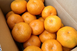 果肉はじける！プチプチはるみ　5kg（箱込み）