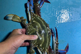 カンジャンケジャン可【湖宝蟹】（本ワタリガニ）3から5匹で1kg