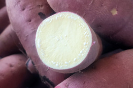 調理サイズ2.5kg/箱詰/土付　栗かぐや