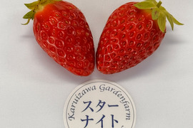 【軽井沢高原プレミアムいちご・スターナイト・贈答品】スターナイト品種指定商品☆特別な検査機で１粒ずつ糖度を測定した厳選いちご☆化学農薬を限界まで抑えたこだわりの当園独自農法（15粒または18粒入り）