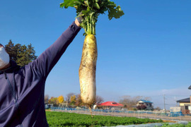 じんわ〜り染みる！冬の濃厚とろ甘大根 約1.8kg（農薬・化学肥料・除草剤・防虫剤不使用）
