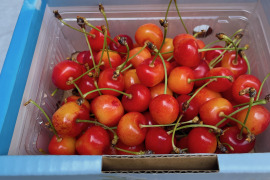 【朝どれ】紅秀峰・冷蔵便【数量限定！山形県産】ご家庭用