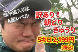 【味や実入りはA級品】訳あり朝どれ新鮮きゅうり！埼玉本庄産／常温配送5㎏（25〜30本）