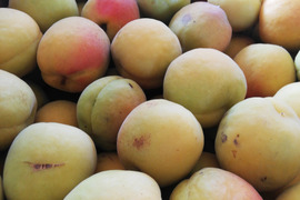 【訳あり品】 大実あんず 加工用 5kg 山形県産