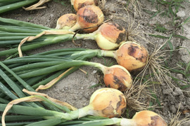 淡路島産タマネギ5kg
農薬・化学肥料・除草剤不使用