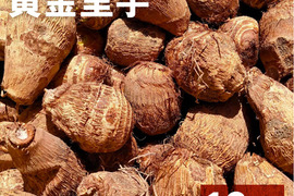 【鳥取県産】黄金里芋 女早生芋 宅急便 10kg さといも サトイモ 山芋