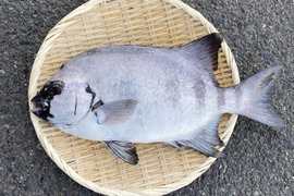 【絶品】石鯛(クロクチ)1.5kg前後