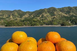 甘夏&紅甘夏　栽培期間中農薬不使用 柑橘セット　箱込み1kg　【柑橘食べ比べ】