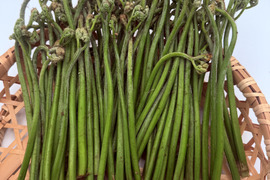 岩手県産 わらび 500g 天然 山菜 春の味覚 おひたし 煮物 味噌和えに