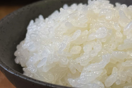 【新米】特別栽培米コシヒカリ（白米）4.5kg 　令和5年石川県産